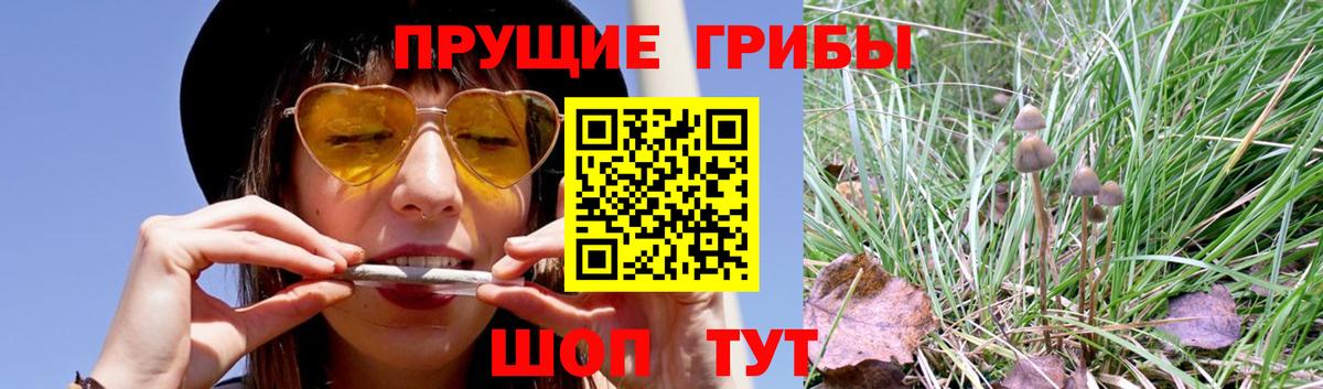 Галлюциногенные грибы GOLDEN TEACHER  Вход с VPN  Галлюциногенные грибы Psilocybine cubensis  Михайловка 